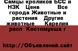 Самцы кроликов БСС и НЗК › Цена ­ 400 - Все города Животные и растения » Другие животные   . Карелия респ.,Костомукша г.